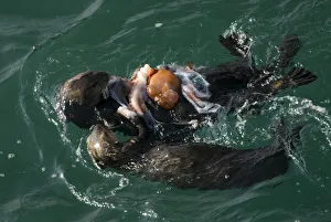 Adult and juvenile Sea Otter (Enhydra lutris) consume Giant Pacific Octopus (Octopus Adult and juvenile Sea Otter (Enhydra lutris) consume Giant Pacific Octopus (Octopus