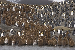 Adult king penguins stand out from juvenile King penguins, known as oakum boys which Adult king penguins stand out from juvenile King penguins, known as oakum boys which