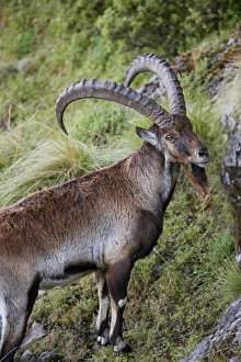 Aethiopischer Steinbock (Capra walie) im Simien Nationalpark Aethiopischer Steinbock (Capra walie) im Simien Nationalpark