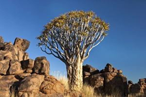 Afri Qca, Namibia, Keetmanshoop, Quiver Tree Forest, (Aloe dichotoma), Kokerbooms Afri Qca, Namibia, Keetmanshoop, Quiver Tree Forest, (Aloe dichotoma), Kokerbooms