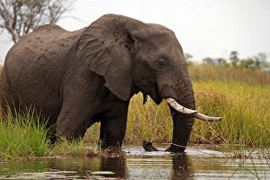 Africa, Botswana, Okavango Delta. Elephant of the Okavango Delta Africa, Botswana, Okavango Delta. Elephant of the Okavango Delta