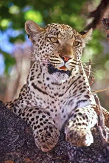 Africa, Botswana, Okvango Delta, wild leopard Africa, Botswana, Okvango Delta, wild leopard