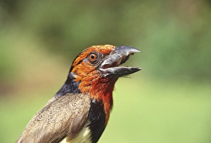 Africa, Kenya. Close-up of black-collared barbet bird calling Africa, Kenya. Close-up of black-collared barbet bird calling