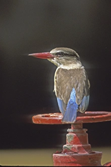 Africa, Kenya. Close-up of brown-headed kingfisher sitting on valve wheel. Credit as Africa, Kenya. Close-up of brown-headed kingfisher sitting on valve wheel. Credit as