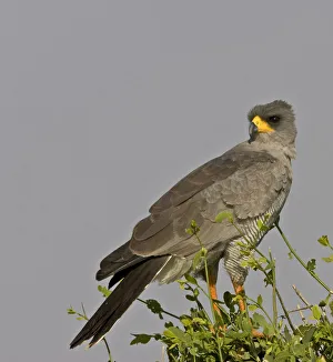 Africa, Kenya. Close-up of Chanting Goshawk on bush Africa, Kenya. Close-up of Chanting Goshawk on bush