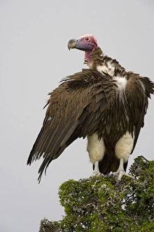 Africa, Kenya. Close-up of lappet-faced vulture standing on treetop Africa, Kenya. Close-up of lappet-faced vulture standing on treetop