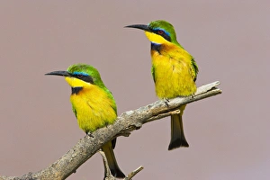 Africa, Kenya. Close-up of two little bee-eater birds on limb Africa, Kenya. Close-up of two little bee-eater birds on limb