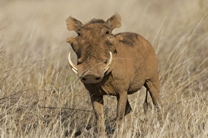 Africa, Kenya. Frontal view of male warthog with tusks Africa, Kenya. Frontal view of male warthog with tusks