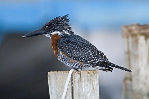 Africa. Kenya. Giant Kingfisher at Lake Naivasha Africa. Kenya. Giant Kingfisher at Lake Naivasha