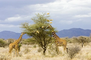 Africa, Kenya. Two giraffes eat leaves off tree Africa, Kenya. Two giraffes eat leaves off tree