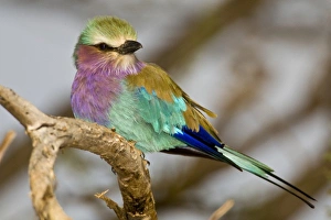 Africa. Kenya. Lilac-breasted Roller at Samburu NP Africa. Kenya. Lilac-breasted Roller at Samburu NP