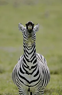 Africa, Kenya. Male Burchells zebra exhibits flehmen display to sense females Africa, Kenya. Male Burchells zebra exhibits flehmen display to sense females
