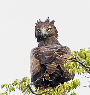 Africa, Kenya. Martial eagle perched on tree limb Africa, Kenya. Martial eagle perched on tree limb