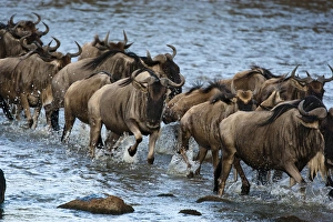 Africa, Kenya, Masai Mara GR, Mara Triangle, White-bearded Wildebeest or Gnu, Connochaetes Africa, Kenya, Masai Mara GR, Mara Triangle, White-bearded Wildebeest or Gnu, Connochaetes