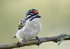 Red Fronted Tinkerbird Red Fronted Tinkerbird