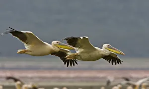 Africa, Kenya. Pair of great white pelicans gliding Africa, Kenya. Pair of great white pelicans gliding