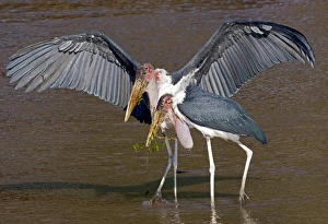 Africa, Kenya. Pair of marabou storks in shallow water Africa, Kenya. Pair of marabou storks in shallow water
