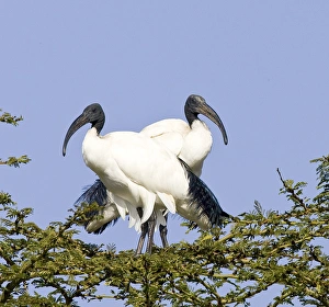 Africa, Kenya. Pair of sacred ibis birds stand on limbs Africa, Kenya. Pair of sacred ibis birds stand on limbs