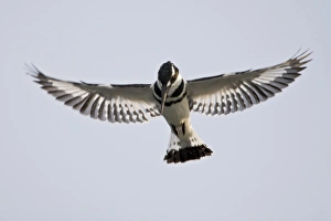 Africa. Kenya. Pied Kingfisher at Lake Naivasha Africa. Kenya. Pied Kingfisher at Lake Naivasha