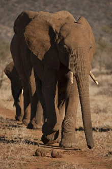 Africa, Kenya, Samburu Game Reserve, African elephant, Loxodonta africana, walking in line Africa, Kenya, Samburu Game Reserve, African elephant, Loxodonta africana, walking in line