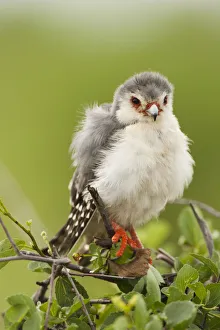 Africa, Kenya, Samburu Game Reserve; Pygmy Falcon, Polihierax semitorquatus, preening Africa, Kenya, Samburu Game Reserve; Pygmy Falcon, Polihierax semitorquatus, preening