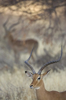 Africa, Kenya, Samburu National Reserve. Two impalas amid grass and trees. Credit as Africa, Kenya, Samburu National Reserve. Two impalas amid grass and trees. Credit as