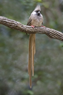 Africa, Kenya. Speckled mousebird sits on tree limb Africa, Kenya. Speckled mousebird sits on tree limb