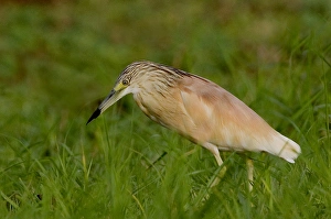 Africa, Kenya. Squacco heron bird in green grass Africa, Kenya. Squacco heron bird in green grass