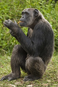Africa, Kenya, Sweetwater Conservancy, Common Chimpanzee, Pan troglodytes, posing Africa, Kenya, Sweetwater Conservancy, Common Chimpanzee, Pan troglodytes, posing