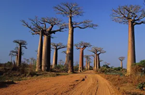 Africa, Madagascar, Morondava, Baobab Avenue. Avenue du Baobab Adasonia Grandidieri Africa, Madagascar, Morondava, Baobab Avenue. Avenue du Baobab Adasonia Grandidieri