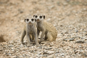 Prints of Namibia, Keetmanshoop, Meerkat Pups (Suricate suricatta) sitting outside burrow in Namib Desert Herpestidae Prints: Print of Namibia, Meerkat Pups in the Namib Desert
