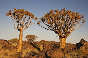 Africa, Namibia, Keetmanshoop, Quiver Tree Forest, (Aloe dichotoma), Kokerbooms Africa, Namibia, Keetmanshoop, Quiver Tree Forest, (Aloe dichotoma), Kokerbooms