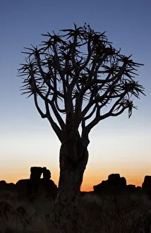 Africa, Namibia, Keetmanshoop, Quiver Tree Forest, (Aloe dichotoma), Kokerbooms Africa, Namibia, Keetmanshoop, Quiver Tree Forest, (Aloe dichotoma), Kokerbooms