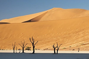 Africa, Namibia, Namib Desert, Sossusvlei, Namib-Naukluft Park. Sunrise on dead trees Africa, Namibia, Namib Desert, Sossusvlei, Namib-Naukluft Park. Sunrise on dead trees