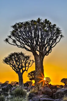 Africa, Namibia, sunrise at the Quiver tree Forest at the Quiver tree Forest Rest Camp Africa, Namibia, sunrise at the Quiver tree Forest at the Quiver tree Forest Rest Camp