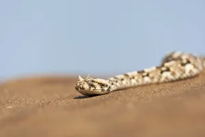 Africa, Namibia, Swakopmund, Horned Adder, Bitis candalis Africa, Namibia, Swakopmund, Horned Adder, Bitis candalis