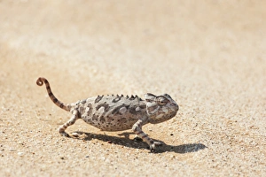 Africa, Namibia, Swakopmund, Namaqua Chameleon, Chamaeleo namaquensis Africa, Namibia, Swakopmund, Namaqua Chameleon, Chamaeleo namaquensis