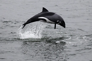 Africa, Namibia, Walvis Bay. The Heavisides Dolphin, or Havisides Dolphin Africa, Namibia, Walvis Bay. The Heavisides Dolphin, or Havisides Dolphin