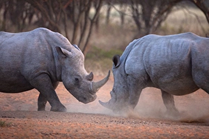 Africa, Namibia. White rhinos fighting. Credit as: Jim Zuckerman / Jaynes Gallery / DanitaDelimont Africa, Namibia. White rhinos fighting. Credit as: Jim Zuckerman / Jaynes Gallery / DanitaDelimont