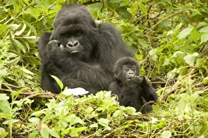 Africa, Rwanda Africa, Rwanda