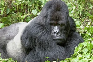 Africa, Rwanda, Volcanoes National Park, mountain gorilla, Gorilla beringei beringei Africa, Rwanda, Volcanoes National Park, mountain gorilla, Gorilla beringei beringei
