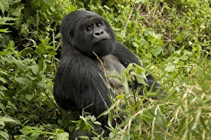 Africa, Rwanda, Volcanoes National Park, Mountain Gorilla, Gorilla gorilla beringei Africa, Rwanda, Volcanoes National Park, Mountain Gorilla, Gorilla gorilla beringei