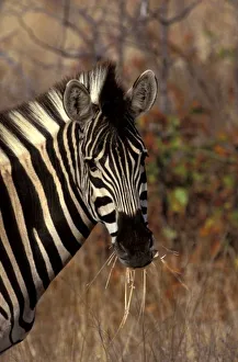 Africa, South Africa, Kruger NP Zebra portrait Africa, South Africa, Kruger NP Zebra portrait