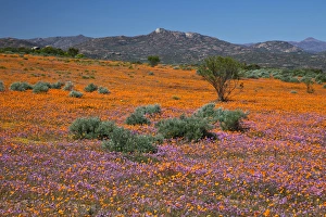 Africa, South Africa, Namaqualand. Orange an purple blossoms in Namaqua National Park Africa, South Africa, Namaqualand. Orange an purple blossoms in Namaqua National Park
