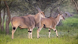 Africa. Tanzania. Eland (Taurotragus oryx), a large antelope, at Ndutu in Serengeti NP Africa. Tanzania. Eland (Taurotragus oryx), a large antelope, at Ndutu in Serengeti NP