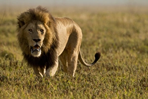 Africa, Tanzania, Serengeti National Park, Ngorongoro Crater, Lion, Panthera leo Africa, Tanzania, Serengeti National Park, Ngorongoro Crater, Lion, Panthera leo