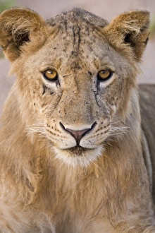 Africa. Tanzania. Young lion at rest in Tarangire NP Africa. Tanzania. Young lion at rest in Tarangire NP