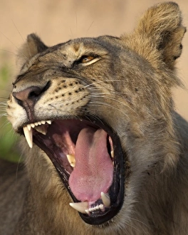Africa. Tanzania. Young lion yawns in Tarangire NP Africa. Tanzania. Young lion yawns in Tarangire NP