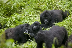 Africa, Uganda, Bwindi Impenetrable National Park, Mountain Gorilla troupe (Gorilla Africa, Uganda, Bwindi Impenetrable National Park, Mountain Gorilla troupe (Gorilla
