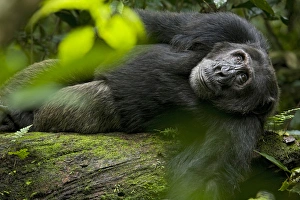 Africa, Uganda, Kibale National Park, Ngogo Chimpanzee Project Africa, Uganda, Kibale National Park, Ngogo Chimpanzee Project